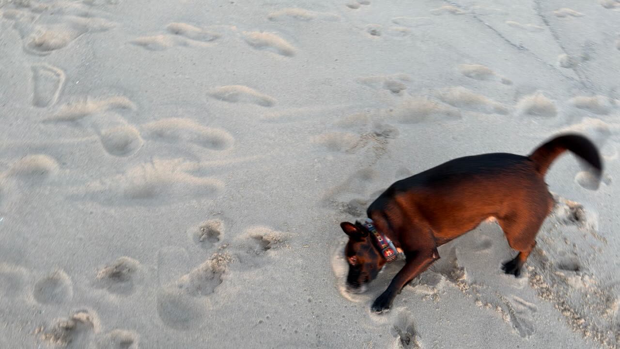 Blue rolling in the sand at dusk