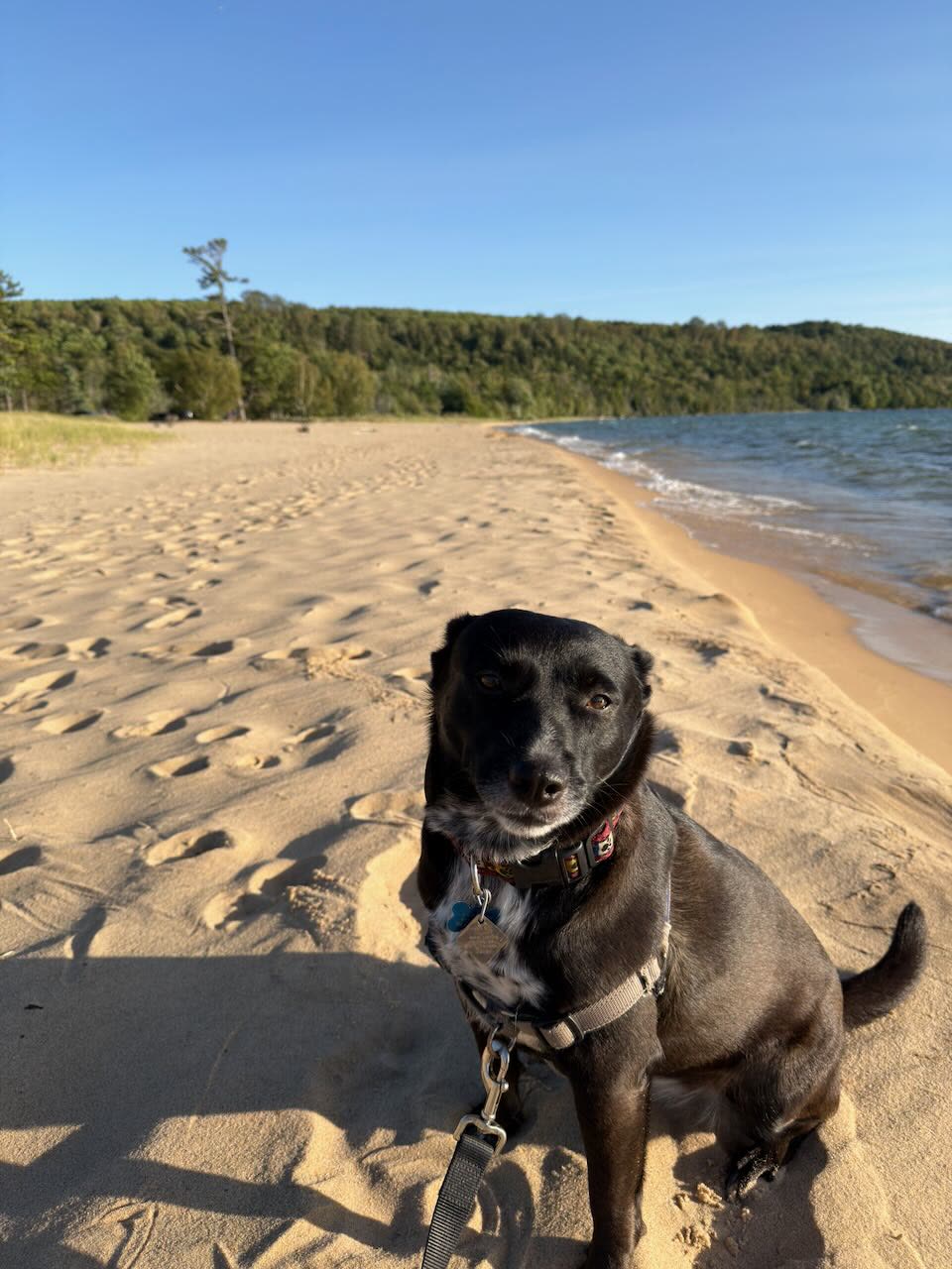 Blue sitting on a Lake Superior beach