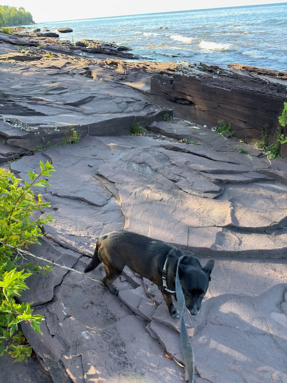 Blue on the rock shelf at Union Bay, Lake Superior behind