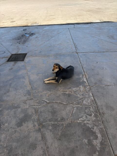 Stray dog resting on plaza tiles at dusk, Hermosillo