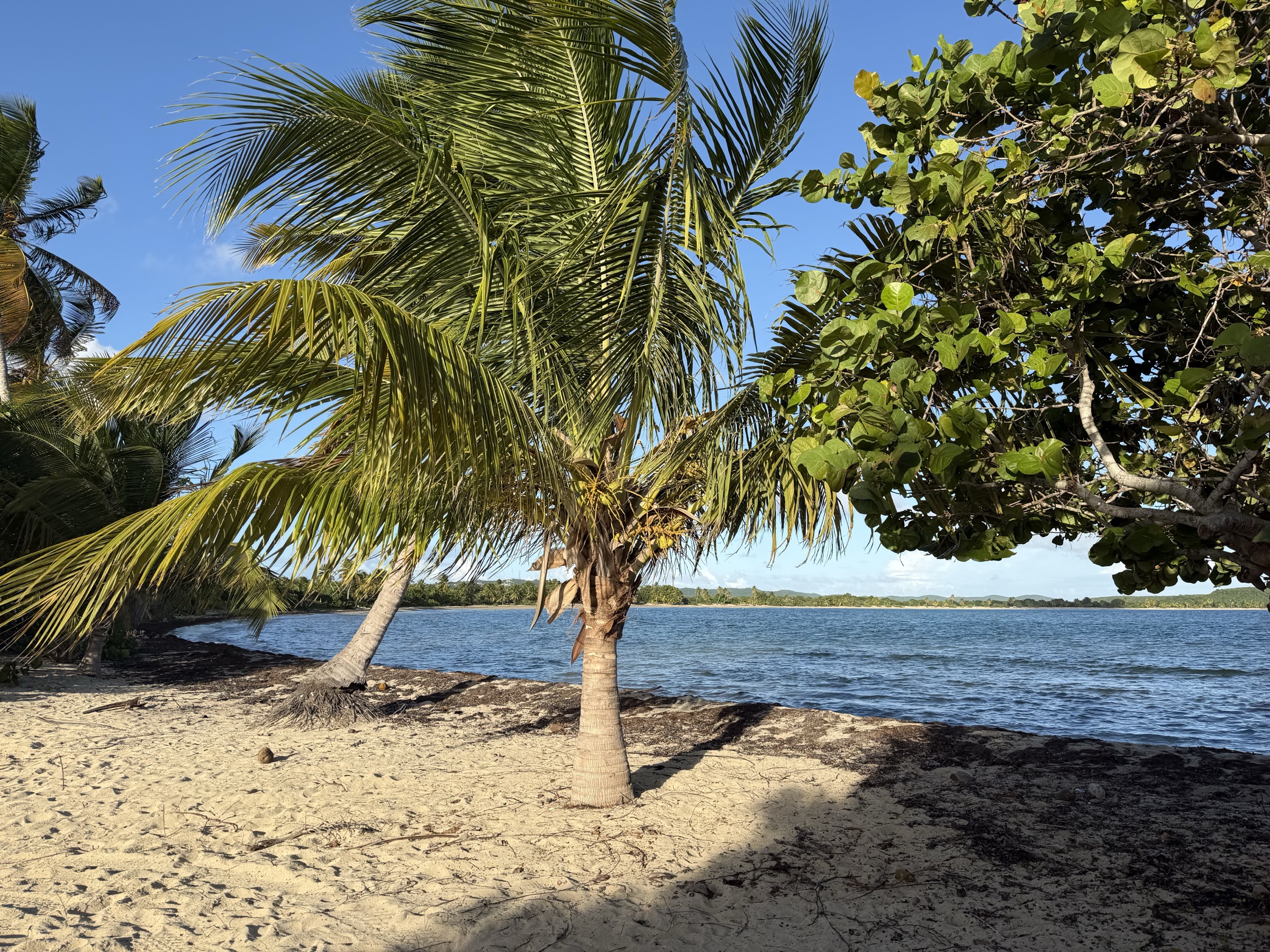 Palm and sand, west coast midday