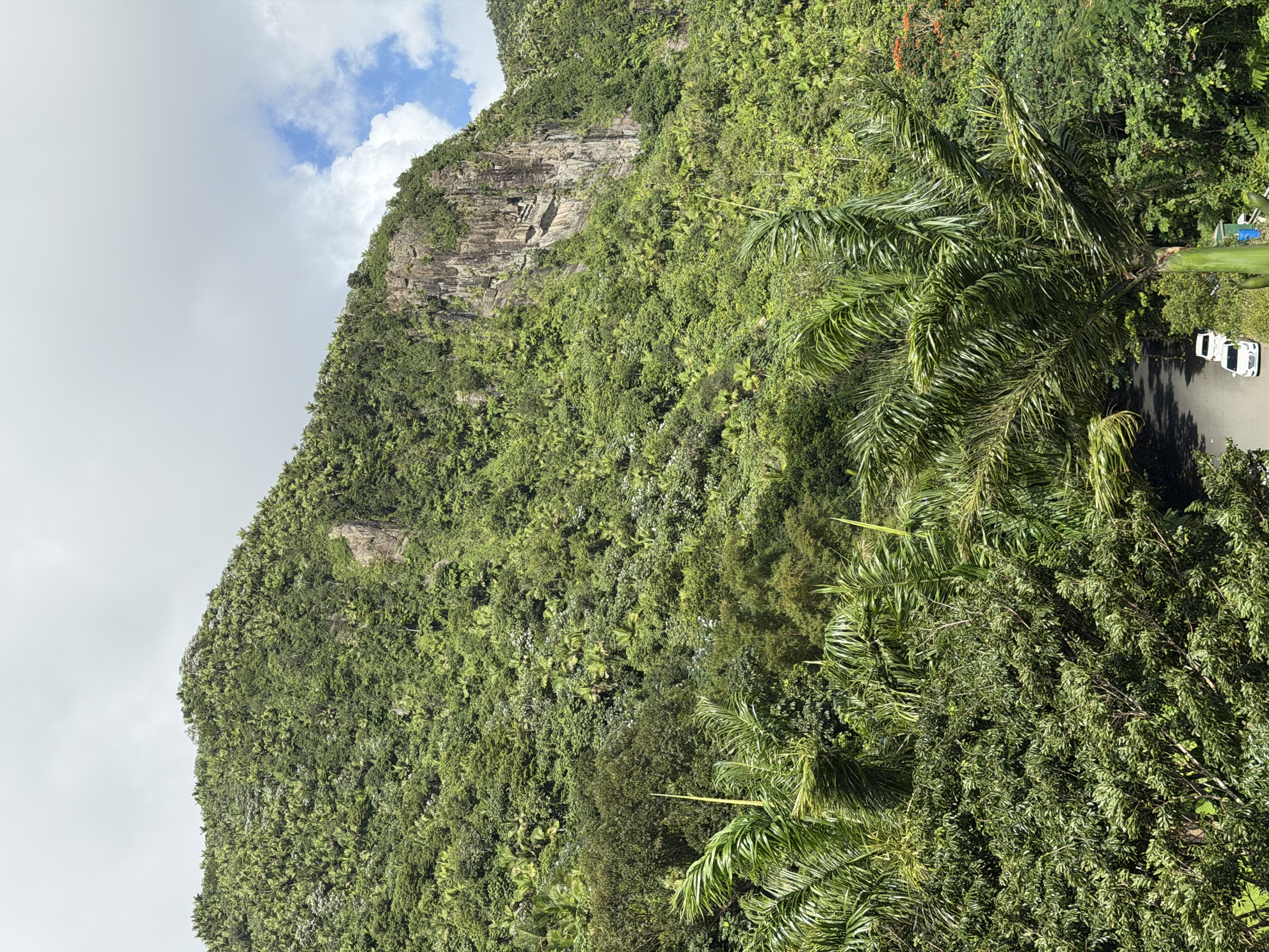 El Yunque rainforest canopy in full sunlight
